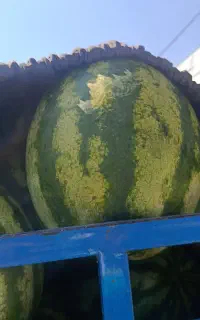 هندوانه ور بار ۲کئلو تا ۵کیلو