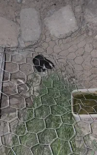 خرگوش