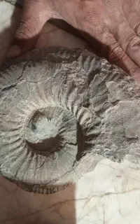 فسیل قدیمی حلزون