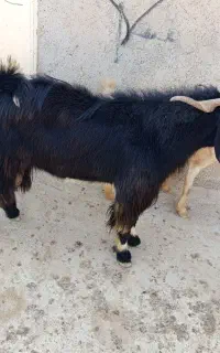 حیونات‌مزرعه