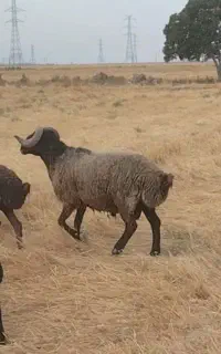 قوچ سیاکوب شاخ