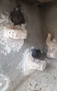 مجسمه‌کفتر‌