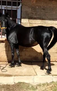مادیون مشکی ترکی سن ۹سال