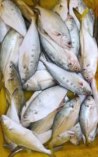 شوبنی ، شیگ ، سارم ، جش