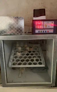 دستگاه جوجه کشی ۴۷ عددی کامل اوتومات