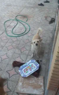 سگ پاکوتاه مف