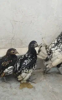 خروس و جوجه سیبرایت