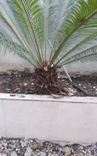 سیکاس برگ بزرگ