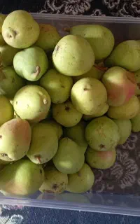 فروش گلابی