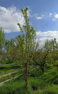 کباب گیر کباب زن سیار