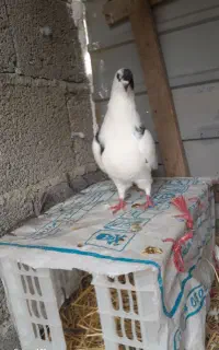 کبوتر ماده