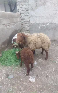 فروش  گوسفتد