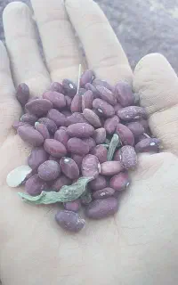 لوبیا قرمز