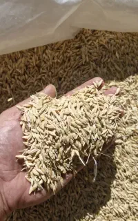 جو محلی تحویل گلیداغ. یانبلاغ. لهندر