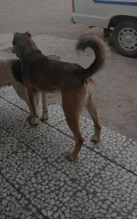 دو توله سگ ماده