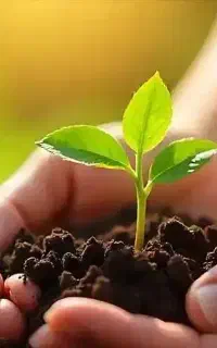 کودهای ارگانیک سبو‌سیب سلامت