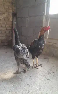 مرغ لاری