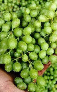 خرید فروش غوره و انگور