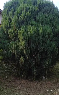 گل و گیاه