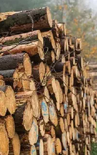 خریدار چوب باغی