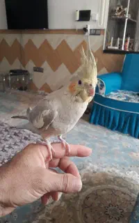 عروس هلندی