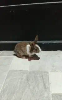 خرگوش