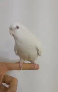 گمشده