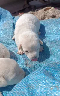 سگ پاکوتاه گوش تیز