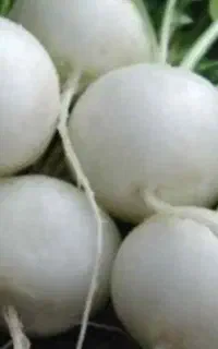 بذرترب‌سفید‌به‌شرط‌درکلینیک‌گیاه‌پزشکی‌دکترسبز
