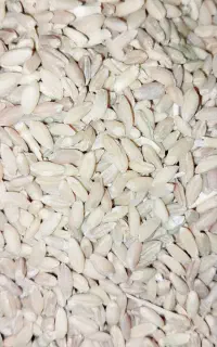 گندم