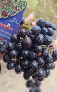 ریشه قوی وپر پشت