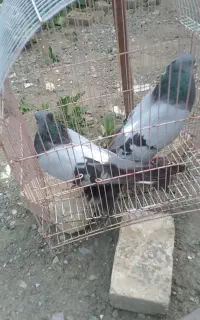 فروش کبوتر جفت سبز ۴۰سانتی