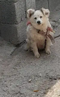 سگ پاه کوتا