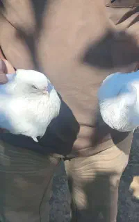 کبوتر سفید نوک و چشم سفید کاکلی