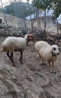 گوسفند جوان پروار