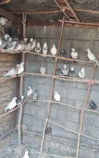 فروش 40 عدد کبوتر
