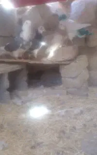 ۴عدد کفتر دوکت. نامبرسرخ و سفید خالص و چیل