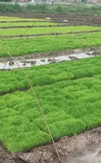 نشا برنج علی کاظمی