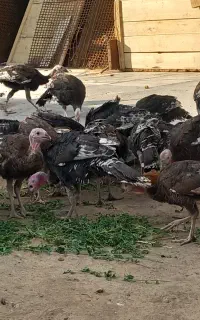 جوجه بوقلمون 5 ماهه