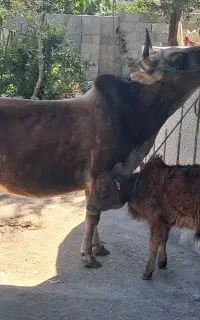گاو چالوسی گوساله نر چالوسی