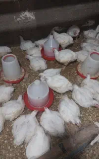 مرغ گوشتی ارگانیک بدون سوزن دارو