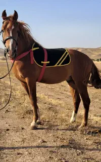 نریان نژادکرد