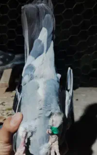 نر جانسون و قره نر پلاکی