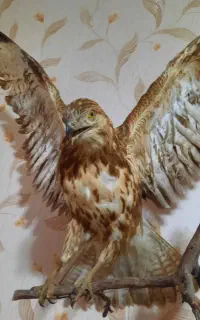 تزئینی زیبا