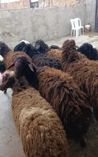 گوسفند بره نرسبک وسنگین وماده