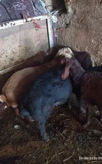 بره نر