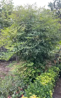 گل ناندینا(بامبو مقدس یا بامبو بهشتی)