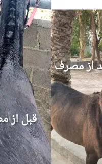 روغن اسب