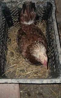 مرغ کرچ