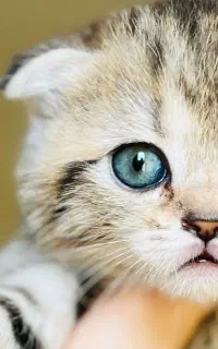 توله‌گربه ماده (اماده تحویل)